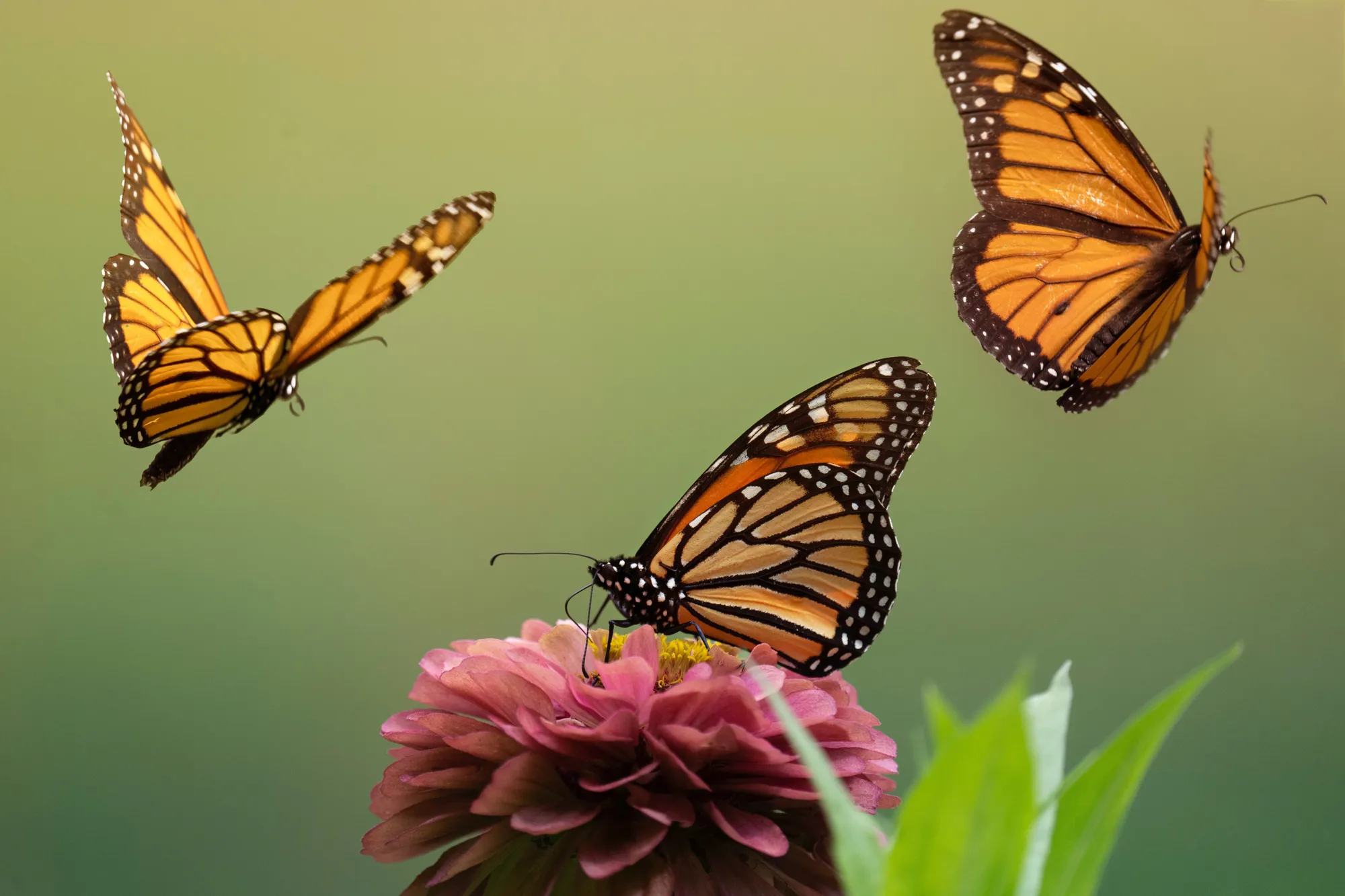 Monarch butterflies 2